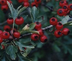 Bacche di biancospino