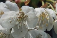 Biancospini Biancospini