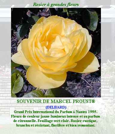 Rosa Souvenir de Marcel Proust